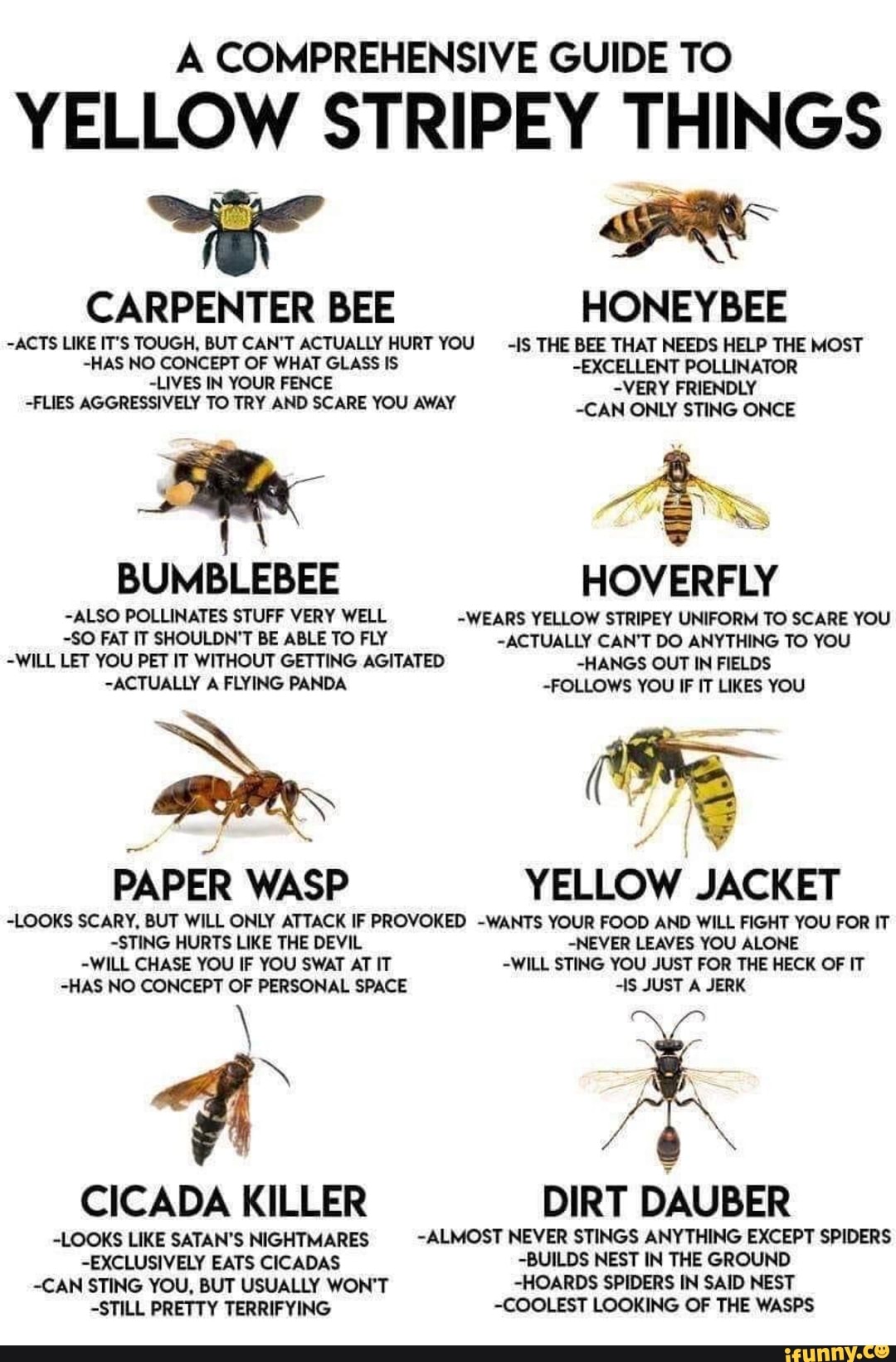 A COMPREHENSIVE GUIDE TO YELLOW STRIPEY THINGS CARPENTER BEE HONEYBEE ...