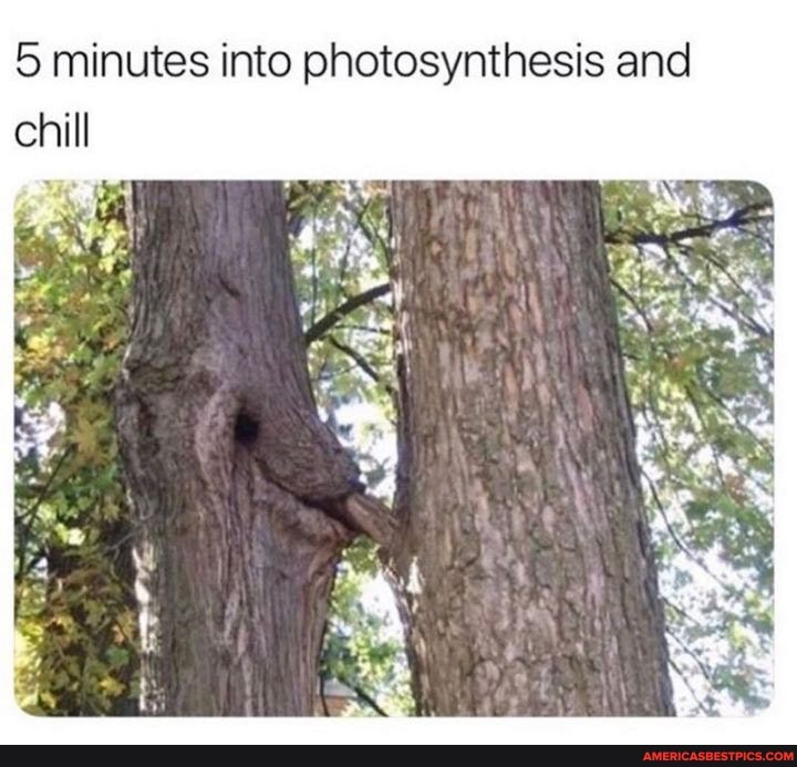 Lo minutes into photosynthesis and chill