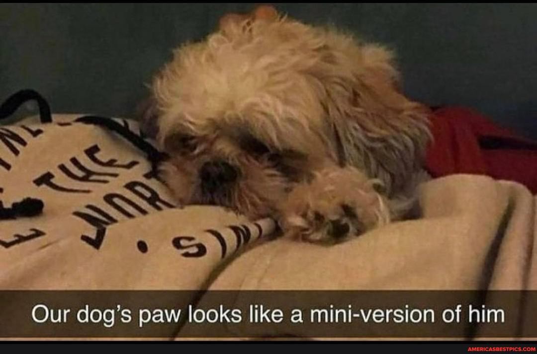 SS
Our dog's paw looks like a mini-version of him