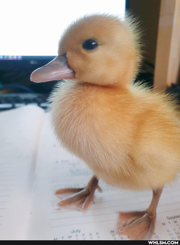 nature, baby_animals, quack