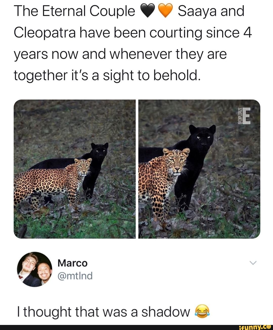 The Eternal Couple Y Y Saaya and
Cleopatra have been courting since 4
years now and whenever they are
together it's a sight to behold.
I thought that was a shadow