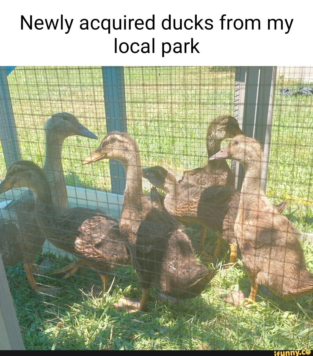 Newly acquired ducks from my local park SUE GRE BEA I NE - iFunny