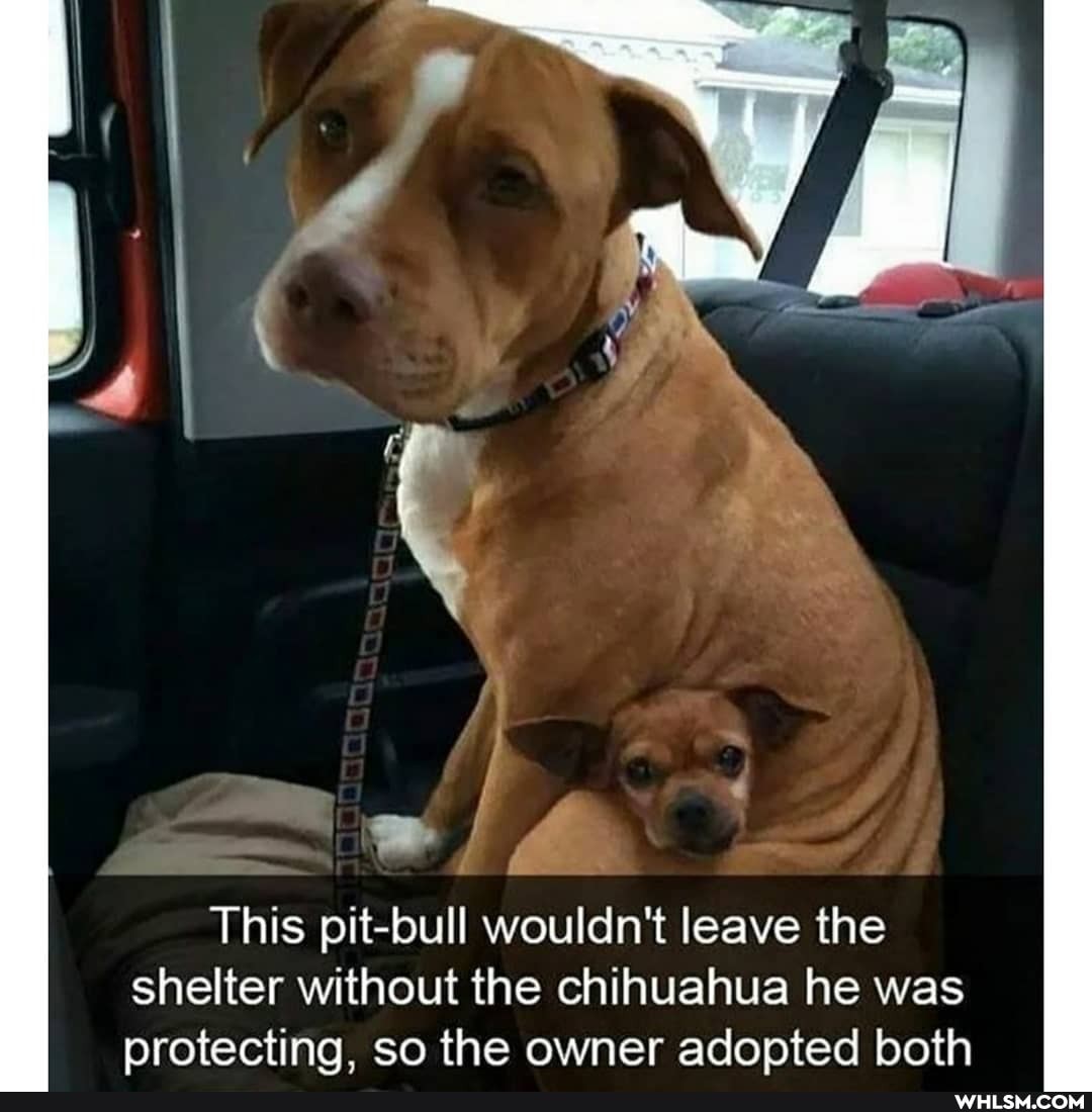 This pit-bull wouldn't leave the shelter without the chihuahua he was protecting, so the owner adopted both
