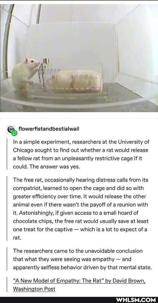 flowerfistandbestialwail
In a simple experiment, researchers at the University of
Chicago sought to find out whether a rat would release a fellow rat from an unpleasantly restrictive cage if it could. The answer was yes.
The free rat, occasionally hearing distress calls from its compatriot, learned to open the cage and did so with greater efficiency over time. It would release the other animal even if there wasn't the payoff of a reunion with it. Astonishingly, if given access to a small hoard of chocolate chips, the free rat would usually save at least one treat for the captive - which is a lot to expect of a rat.
The researchers came to the unavoidable conclusion that what they were seeing was empathy - and apparently selfless behavior driven by that mental state.
"A New Model of Empathy: The Rat" by David Brown,
Washinoton Post