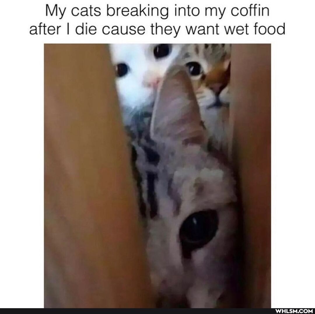 My cats breaking into my coffin after I die cause they want wet food