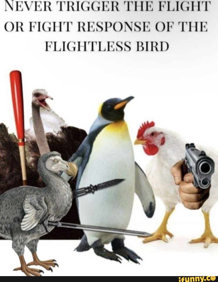 Never Trigger The Flight Or Fight Response Of The Flightless Bird Ifunny