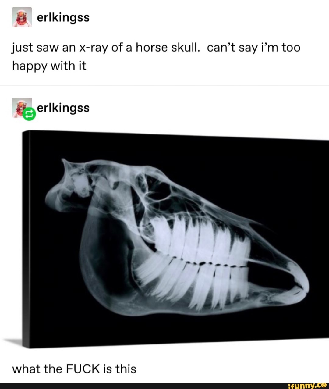 & erlkingss just saw an xray of a horse skull. can’t say i’m too happy