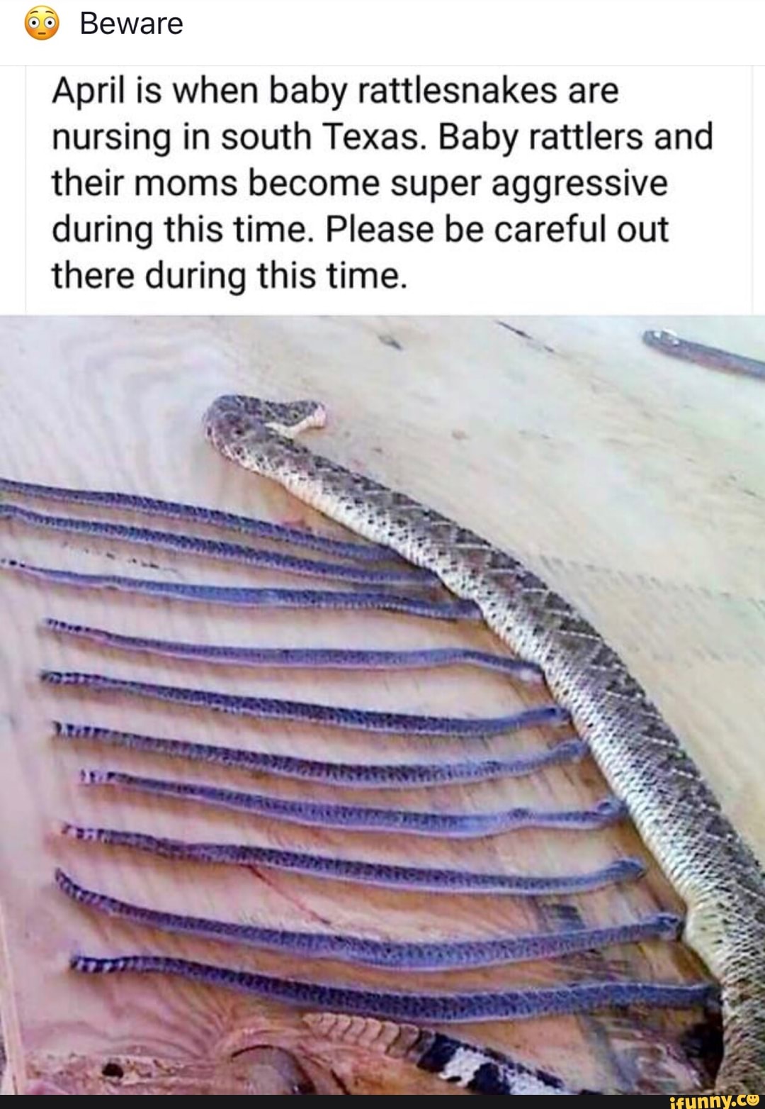 Q9 Beware April is when baby rattlesnakes are nursing in south Texas