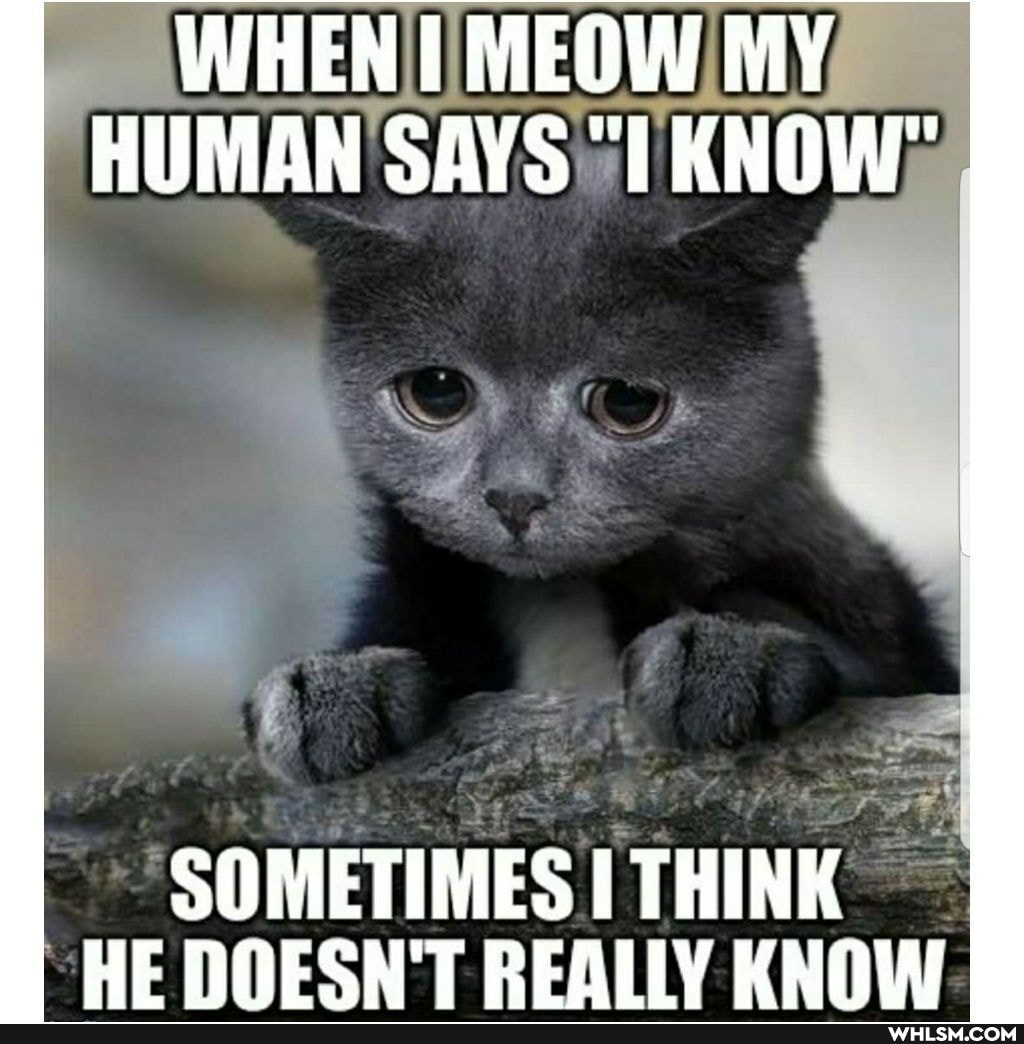 WHEN I MEOW MY HUMAN SAYS al KNOW"
SOMETIMES THINK HE NOESN'T REALLY KNOW