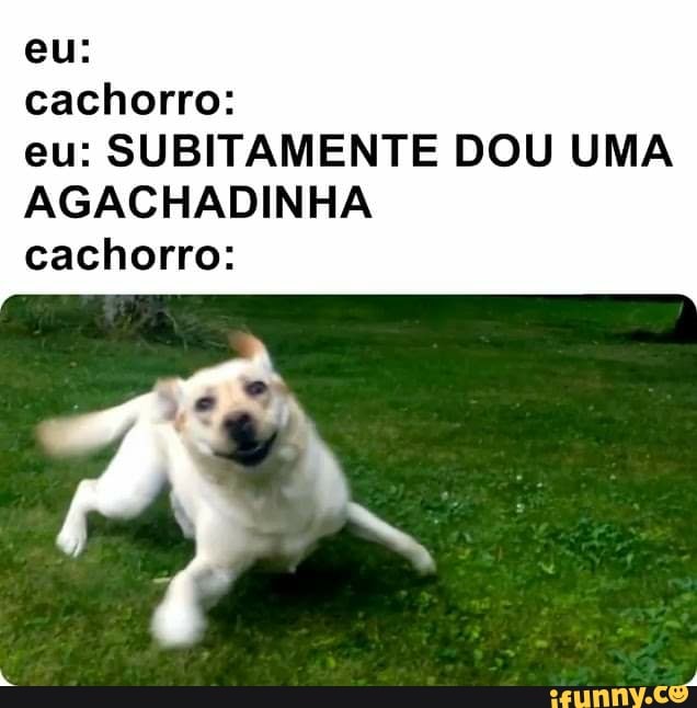 eu: cachorro: eu: SUBITAMENTE DOU UMA
AGACHADINHA cachorro: