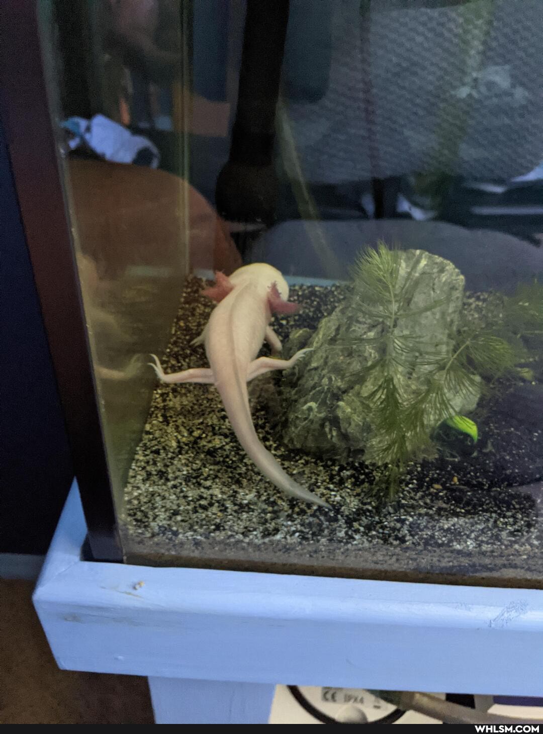 axolotl, pets