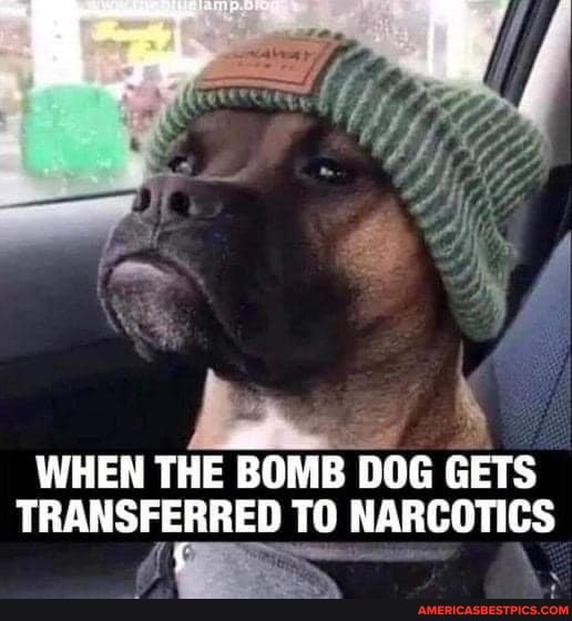 WHEN THE BOMB DOG GETS TRANSFERRED TO NARCOTICS