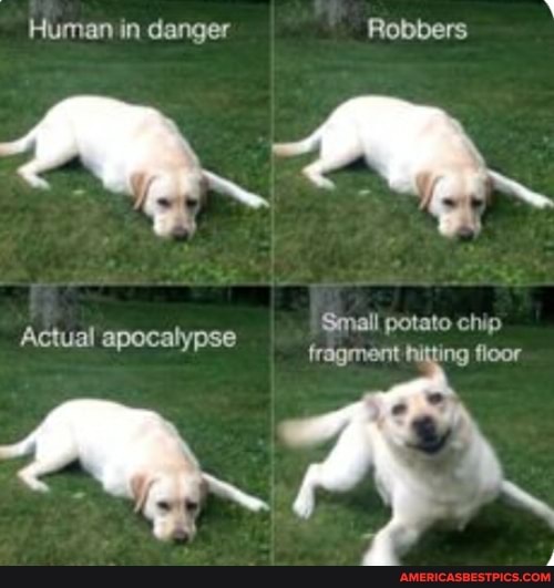 Human in danger Robbers
Small potato chip fragment hitting floor
Actual apocalypse
