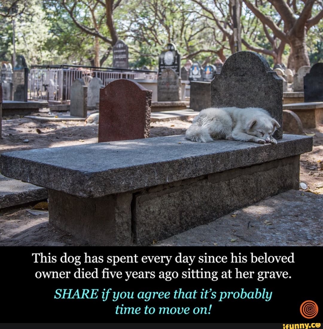 This Dog Has Spent Every Day Since His Beloved Owner Died Five Years ...