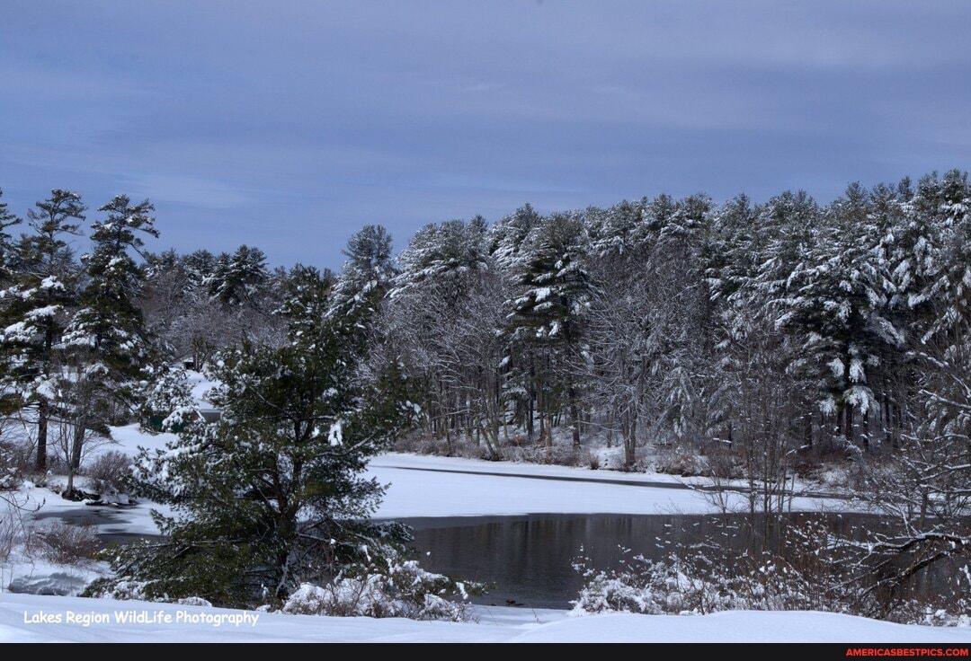 Lakes Region WildLife Photography