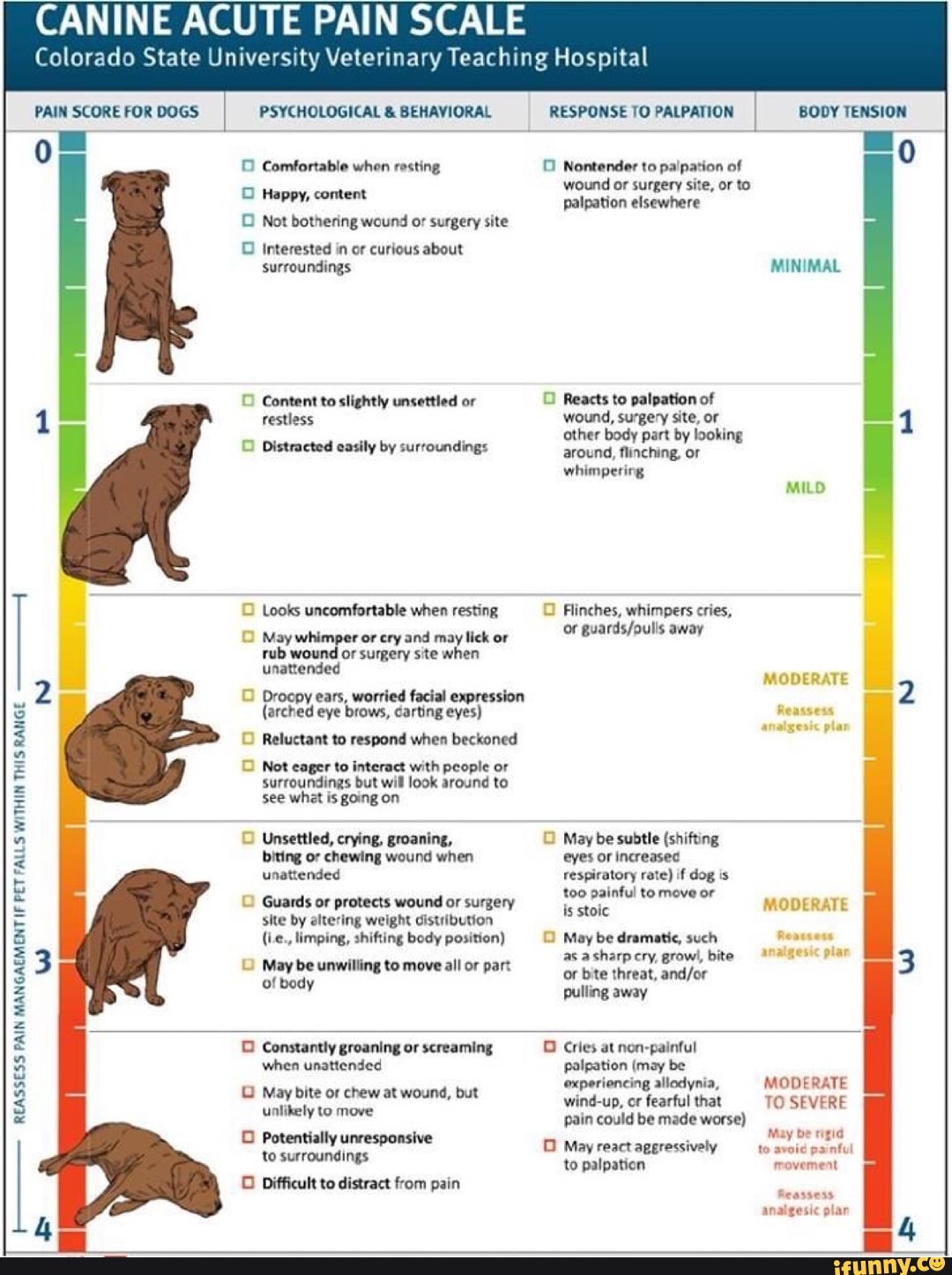 CANINE ACUTE PAIN SCALE - iFunny