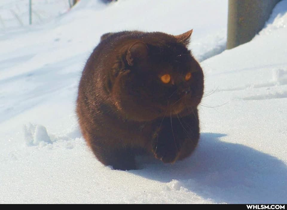 cat, photography, snow