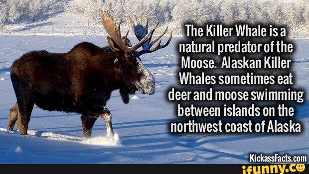 are moose predators of orcas