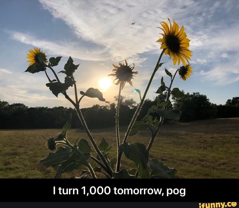 A LES
SAN SS
I turn 1,000 tomorrow, pog - I turn 1,000 tomorrow, pog