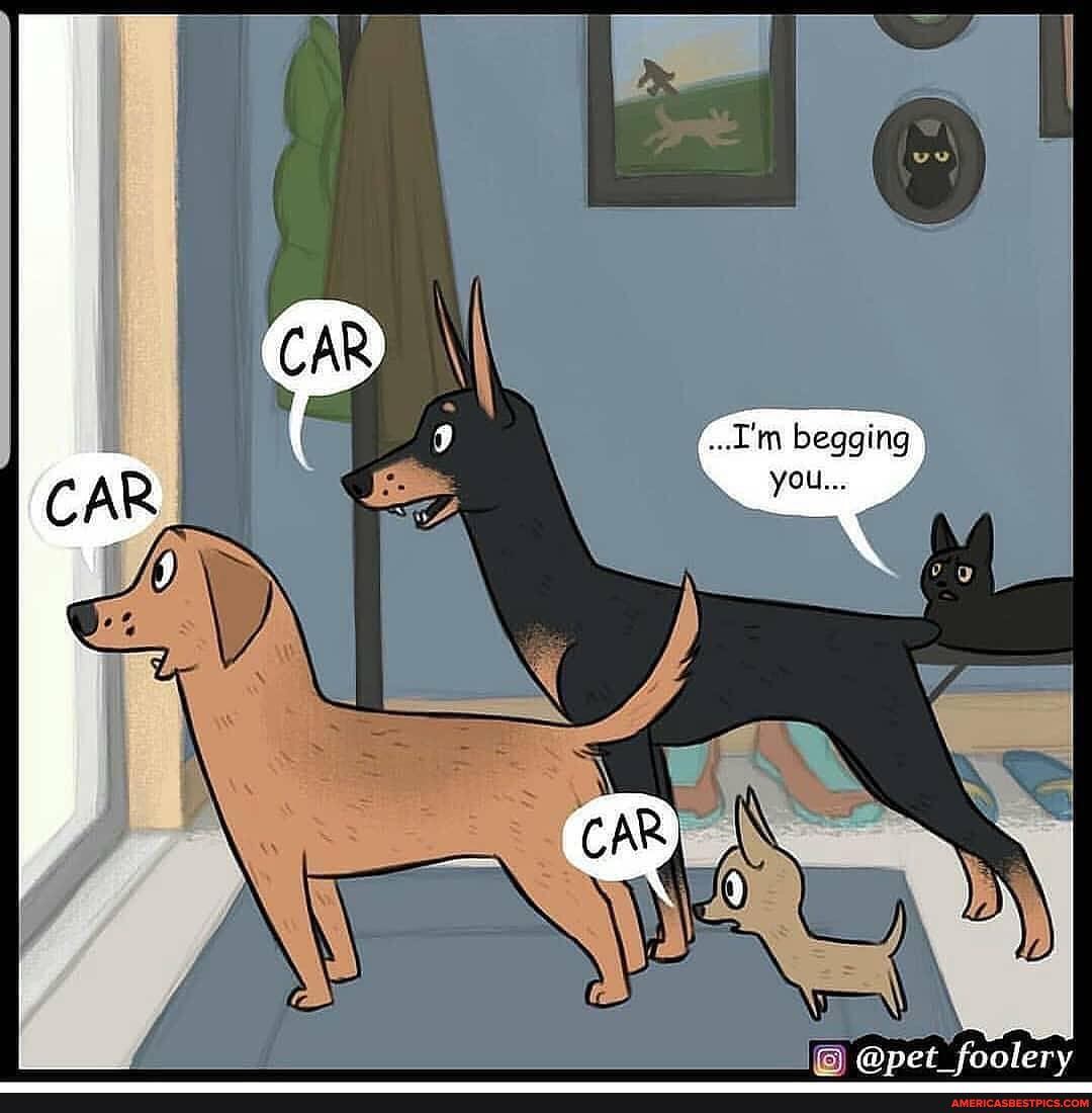 Мем кошка собака. Комиксы про собак. Комиксы про собак и хозяев. Смешные комиксы про собак. Смешные комиксы с котами и собаками.