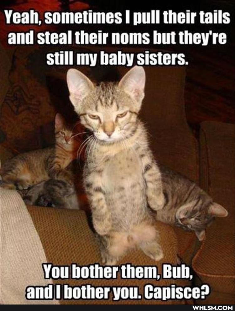 Yeah, sometimes I pull their tails and steal their noms but they're
Still my baby sisters.
You bother them, Bub, andi bother vou. Canisce?
