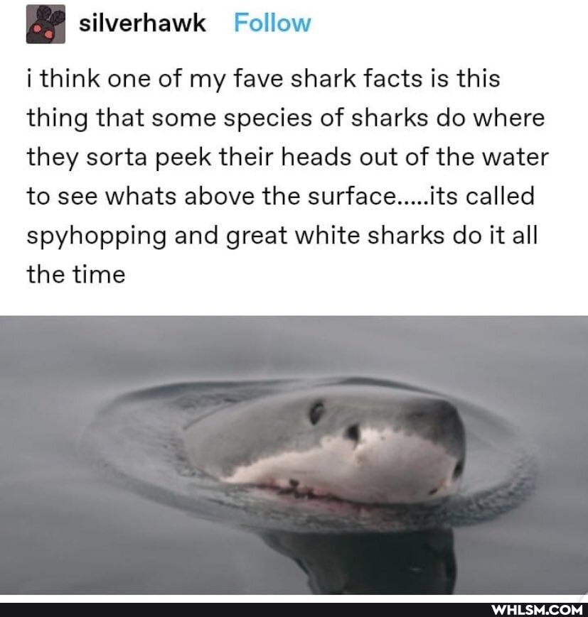 silverhawk Follow
i think one of my fave shark facts is this thing that some species of sharks do where they sorta peek their heads out of the water to see whats above the surface.....its called spyhopping and great white sharks do it all the time