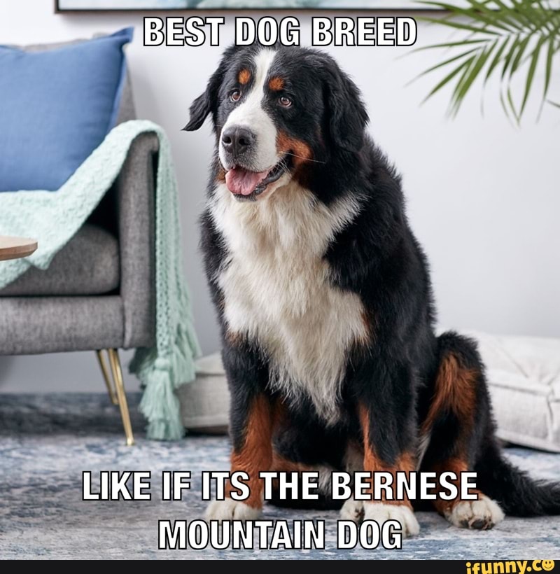 BEST DOG BREED
LIKE IF ITS THE BERNESE MOUNTAIN DOG