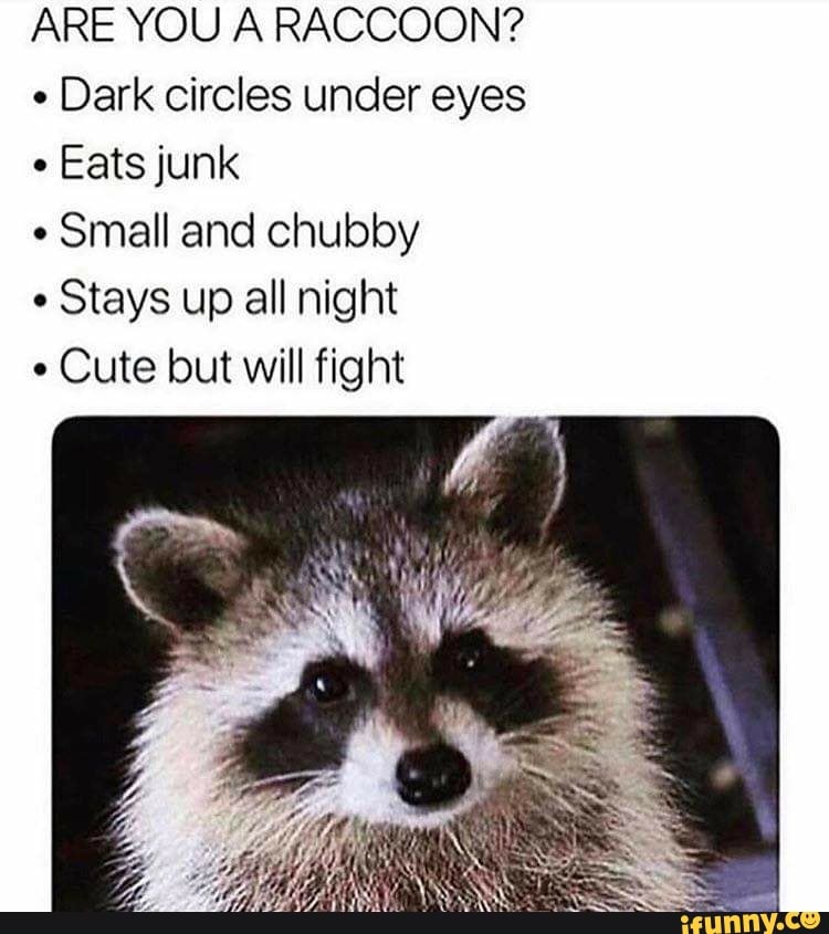 ARE YOU A RACCOON?
Dark circles under eyes
Eats junk
Small and chubby
Stays up all night
Cute but will fight