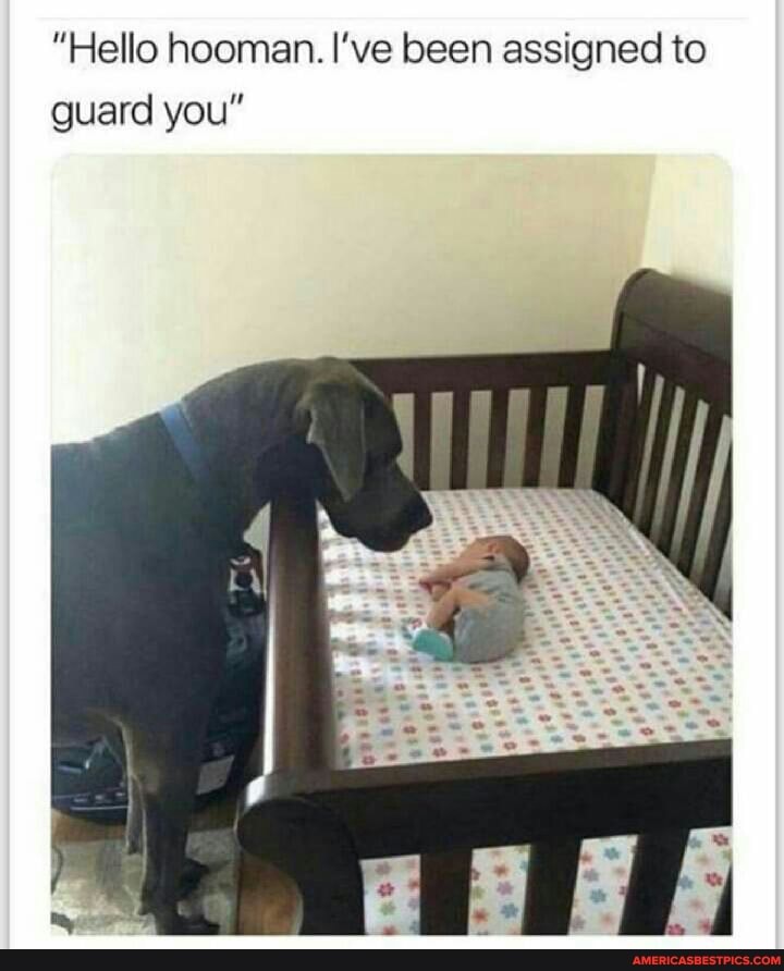 "Hello hooman. I've been assigned to guard you"