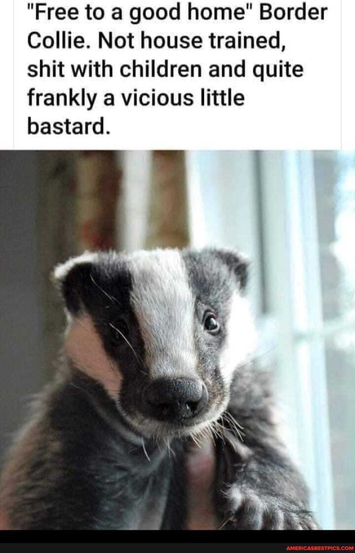 "Free to a good home" Border
Collie. Not house trained, shit with children and quite frankly a vicious little bastard.