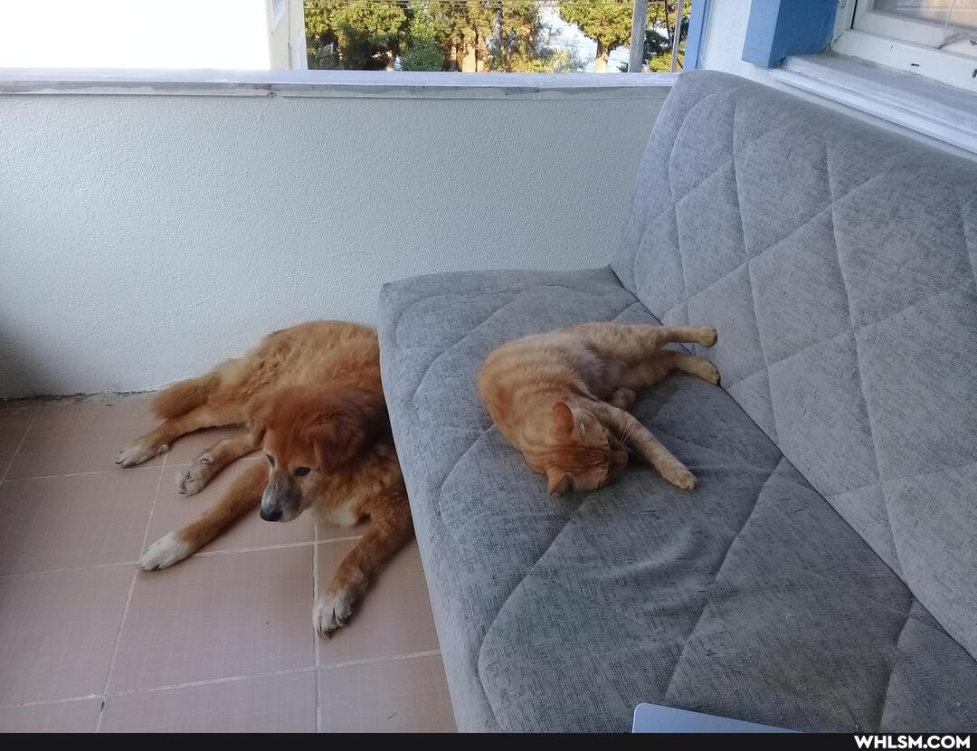 cat, dog