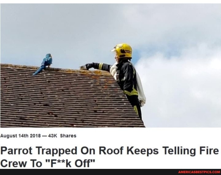 August 14th 2018 - Shares
Parrot Trapped On Roof Keeps Telling Fire
Crew To "F**k Off"