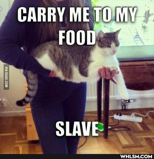 CARRY METO MY:
FOOD
SLAVE