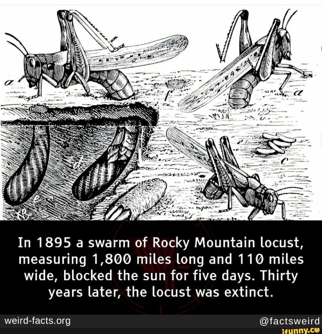 In 1895 a swarm of Rocky Mountain locust, measuring 1,800 miles long