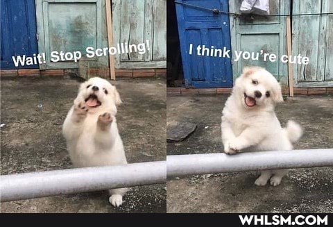 Wait! Stop gcroliing! th ink you"
~ cute