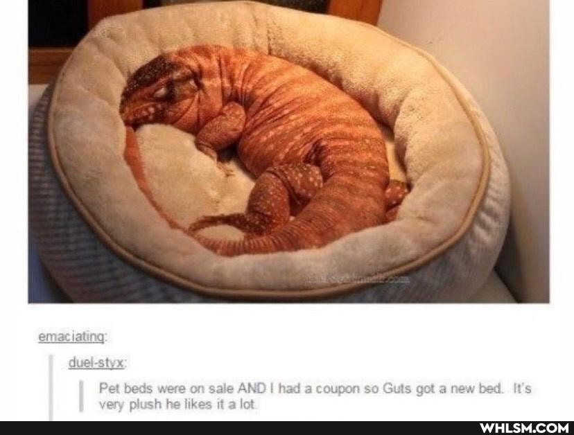 beds were sale AND hed a coussn a new