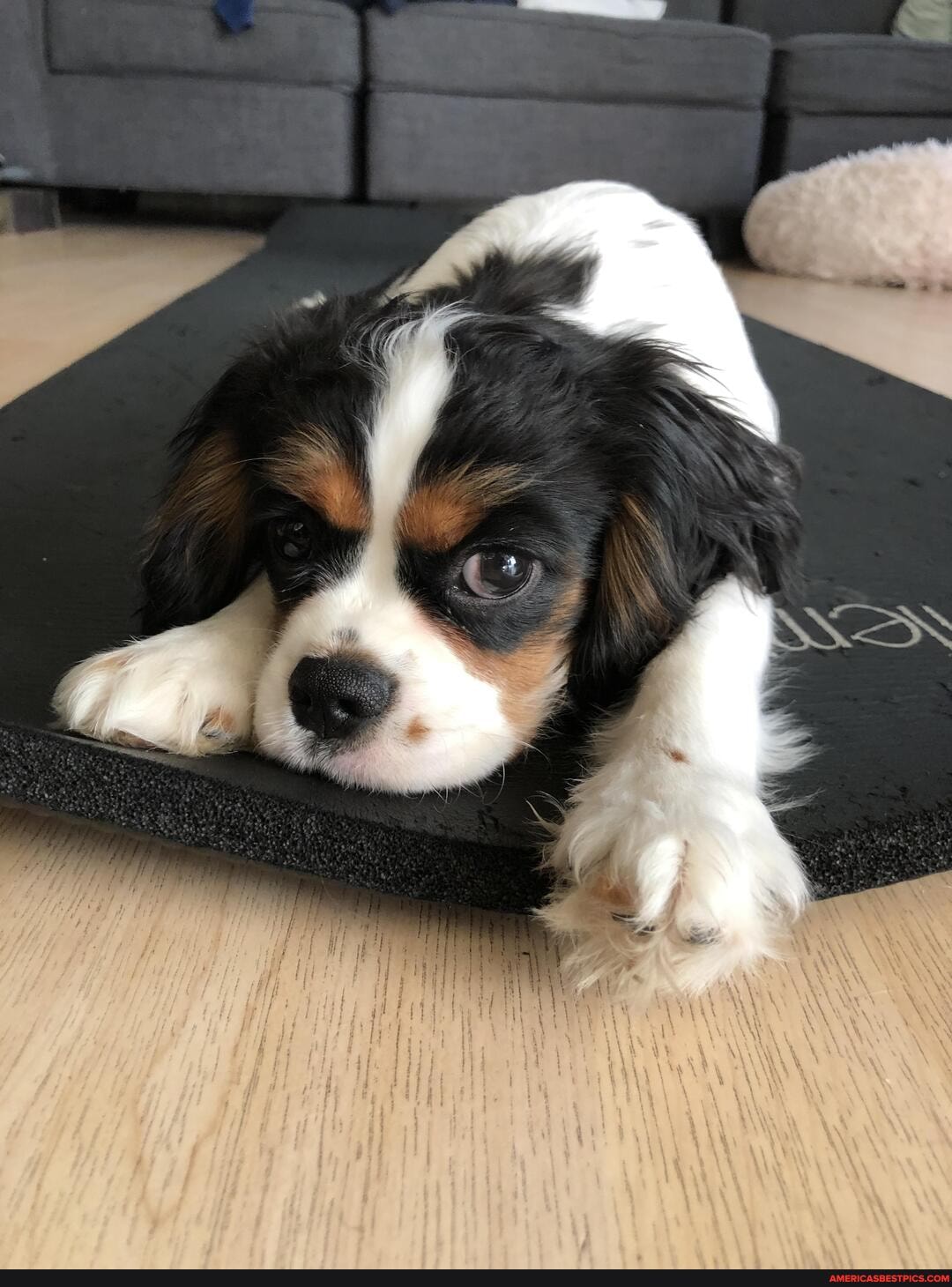 downward, facing, dog