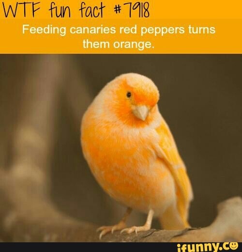 WTF fun fact #1418