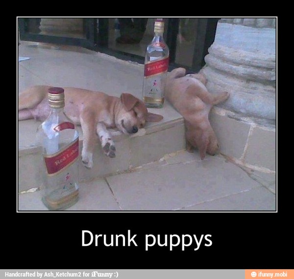 Drunk puppys - Drunk puppys