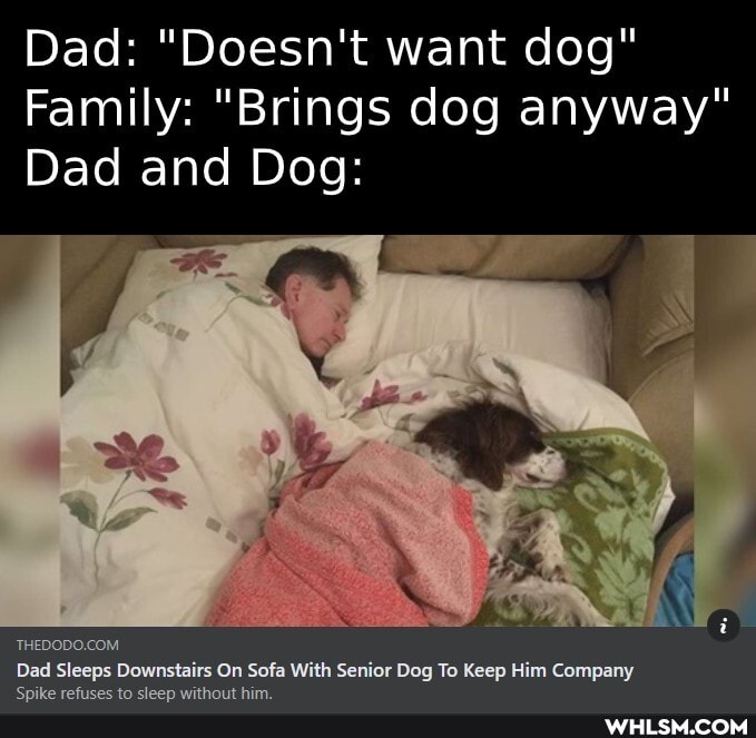 Dad: "Doesn't want dog"
Family: "Brings dog anyway"
Dad and Dog:
Dad Sleeps Downstairs On Sofa With Senior Dog To Keep Him Company
