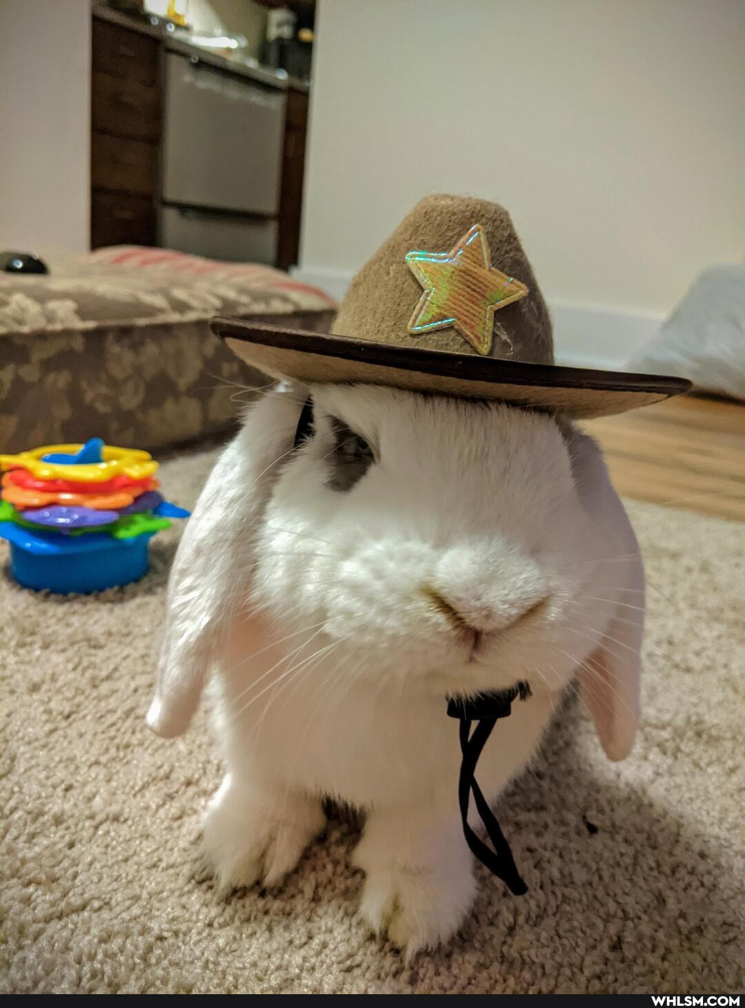 funny, aww, cute_animal