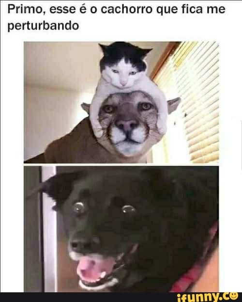 Primo, esse é o cachorro que fica me
perturbando