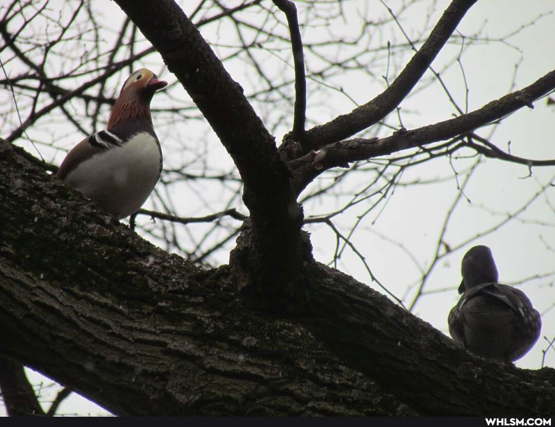 the_more_you_know, aww, ducks, birds
