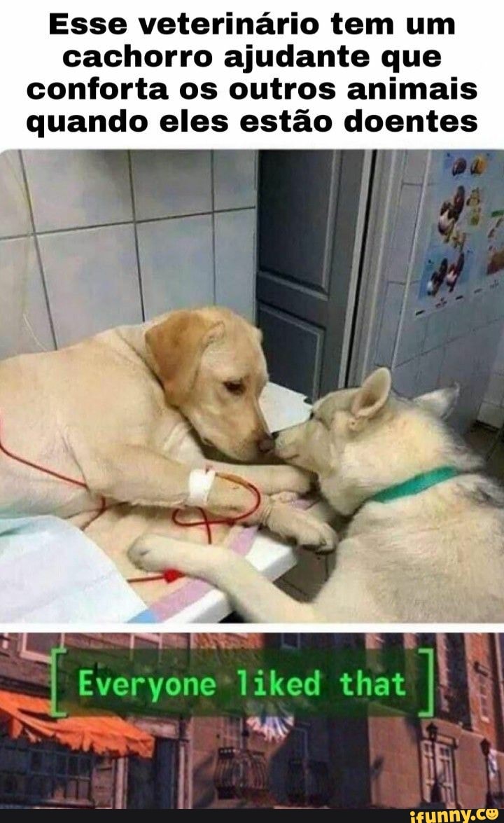 Esse veterinário tem um cachorro ajudante que conforta os outros animais quando eles estão doentes
Everyone liked