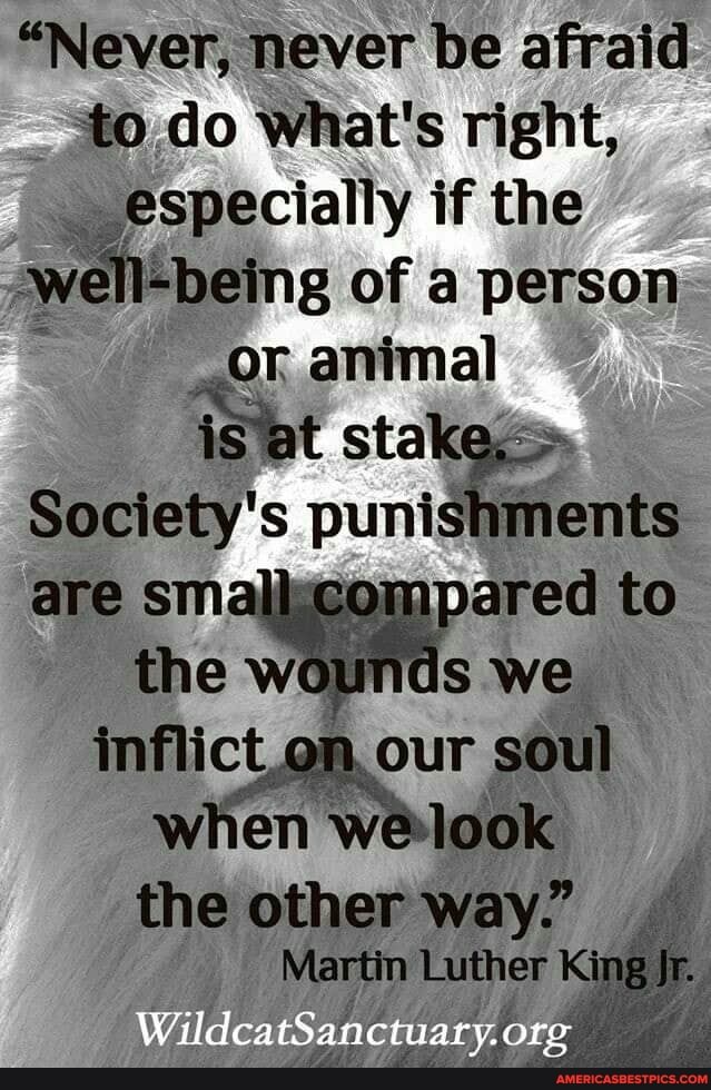 "Never, never be afraid do What's right, especially if the we being of a person or animal
is stake.
Society's punishm are allscompared to
inflict our soul when We look
the other way"
Martin Luther
Kir
WildcatSanctuary. org