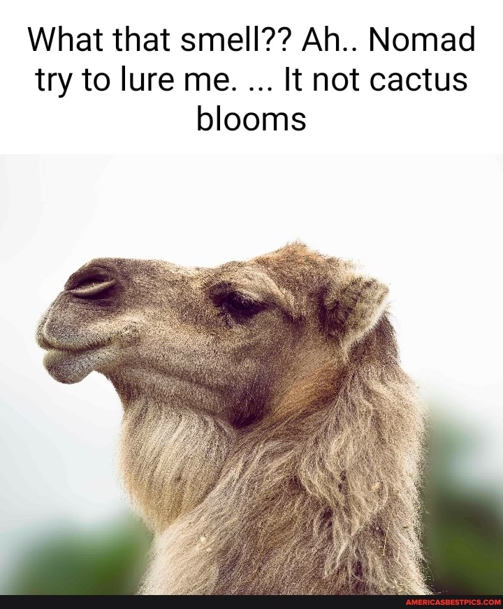 What that smell?? Ah.. Nomad try to lure me. It not cactus blooms