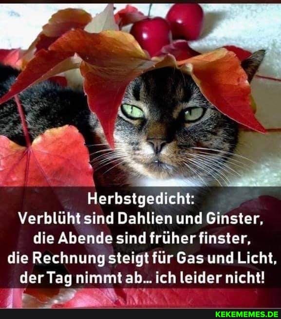 Herbstgedicht:
Verblüht sind Dahlien und EGinster, die Abende sind früher finster, die Rechnung steigt für Gas und Licht, der Tag nimmt ab... ich leider nicht!