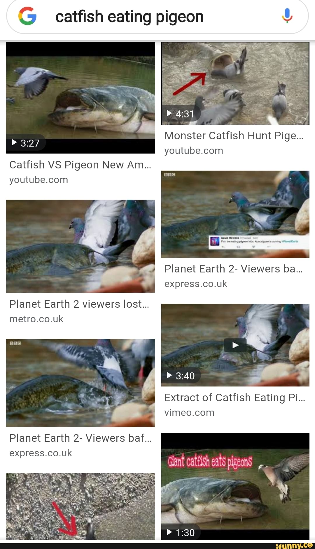 G catfish eating pigeon Monster Catfish Hunt Pige... youtube.conn