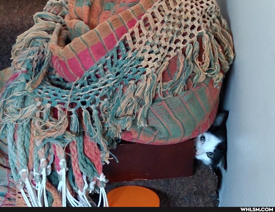 caturday, pets, advice_animals