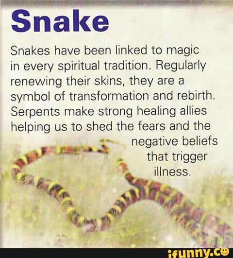 Snake
Snakes have been linked to magic
in every spiritual tradition. Regularly
renewing their skins, they are a
symbol of transformation and rebirth.
Serpents make strong healing allies
helping us to shed the fears and the
._
negative beliefs
&